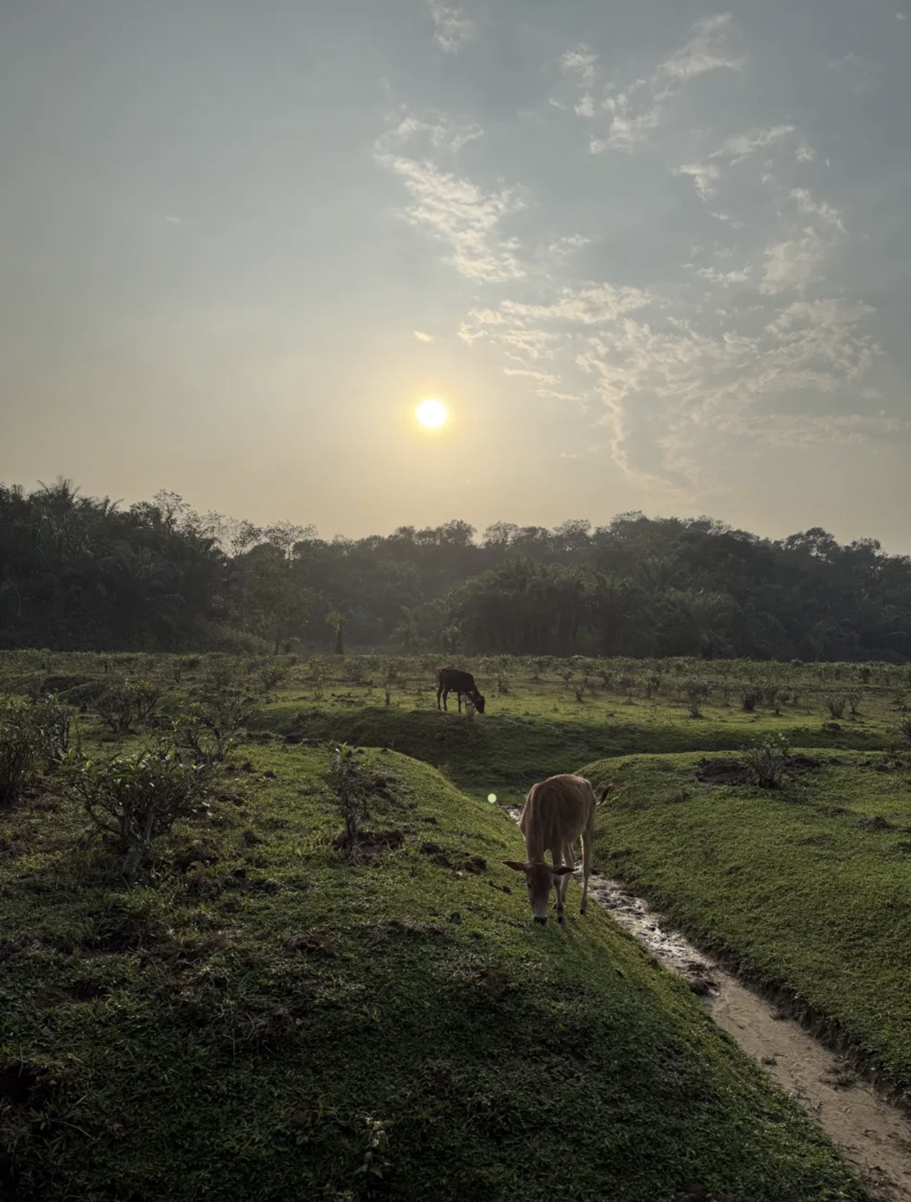 cattle at the threshold of sunset